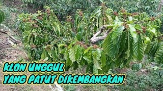 Cara cerdas peremajaan kopi tua agar kopi berbuah lebat [upl. by Lidia]