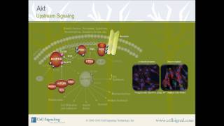 PI3K  Akt Upstream Signaling from Cell Signaling Technology Inc [upl. by Dnalyaw563]