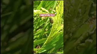 चावल का राक्षस बचाव करें How to get rid of chafer beetles in paddy shortsvideo redrice nature [upl. by Coulombe]