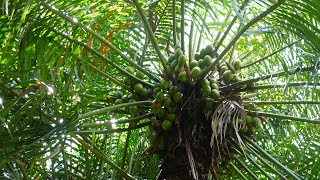 Maha Madu tree Cycas zeylanica cycad large shrub [upl. by Scheers786]