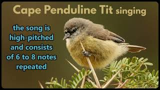 CAPE PENDULINE TIT singing [upl. by Moguel]