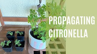 How to Propagate Citronella [upl. by Occer]