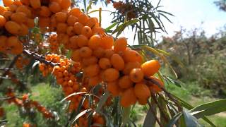 Introduction to the British Sea Buckthorn Company [upl. by Good661]