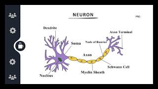 Neuroscience amp Neural Networks  Neuron Structure [upl. by Cheryl]