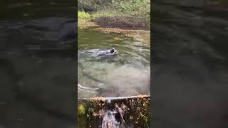 Dogs swimming at Dalby forest Yorkshire dogs swimming forest england spaniel patterdale uk [upl. by Tavish]