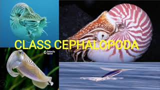 Class Cephalopoda  Phylum Mollusca [upl. by Ateloiv]