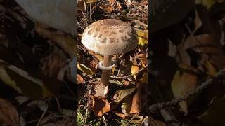 Parasol Gemeiner Riesenschirmling 🍴 Macrolepiota Procera funghi pilze mushroom wald natur [upl. by Legin269]