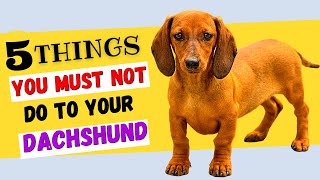 5 Things You Must NOT Do To Your Dachshund  All DACHSHUND Owners Must Watch [upl. by Britt]