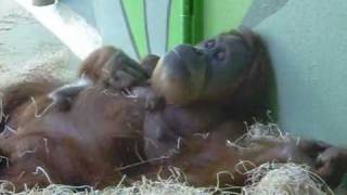 Orang Utan Baby Munich Zoo  Tierpark Hellabrunn [upl. by Nawyt]