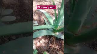 How to care elovera plant garden gardeningideas gardeningideas gardenplants plantingtips [upl. by Campbell]