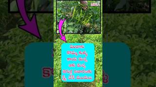 మిరప లో పండాకు సమస్య నివారణ chillifarming mirchicultivation agriculture farmingvideos ytshorts [upl. by Eyanaj632]