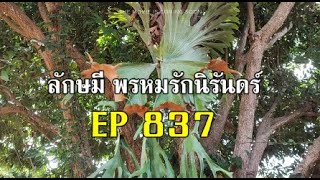 ลักษมีพรหมรักนิรันดร์EP837ลักษมีอยากทานของดองของเปรี้ยว Bhagya Lakshmiสปอยเล่าเรื่องยาว [upl. by Nama]