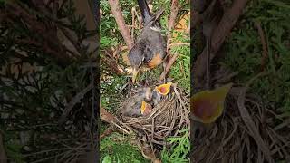 American Robin Nest  Journey from Building Nest to Chirping Nestlings [upl. by Fletcher]