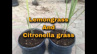 CITRONELLA GRASS AND LEMON GRASS COMPARISON [upl. by Stalk]