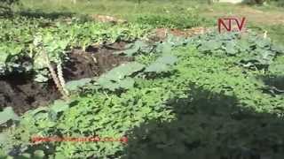 On the Farm Vegetable Farming [upl. by Carolle]