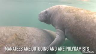 6 Differences between Dugongs and Manatees [upl. by Iow714]