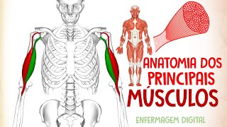 Anatomia dos Principais Músculos do Corpo Humano  Prof Alan Cardec [upl. by Fausta]