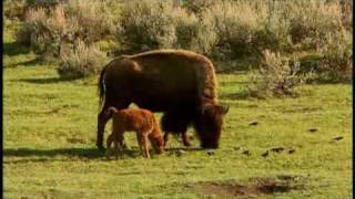 American Prairie Profiled by National Geographic [upl. by Atteras]