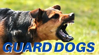 DOGS BARKING Angry Dogs  Real Guard Dogs  Defending You Free Download MP3 [upl. by Ellasal]