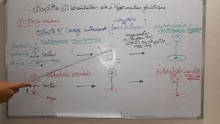 localisation de linformation génétiquegreffe entrecroisée de noyaurégénération lacetabulaire [upl. by Yesrod]