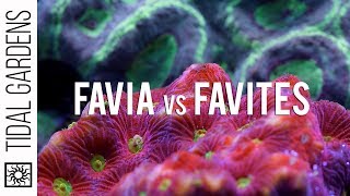 Favia and Favites Brain Corals [upl. by Eornom258]