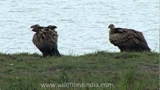 Whiterumped Vulture Gyps bengalensis [upl. by Aika943]