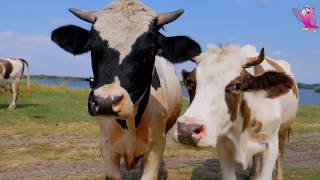 COW VIDEO 🐮🐄 COWS MOOING AND GRAZING IN A FIELD  Cow Video [upl. by Absalom]