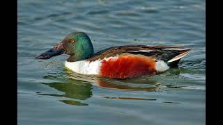 Shoveler Bird Sound [upl. by Skiba]