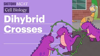 Dihybrid Crosses Master Punnett Squares amp the 9331 Ratio Full Lesson  Sketchy MCAT [upl. by Teeniv]