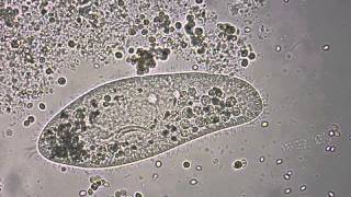 Paramecium under the microscope [upl. by Yrannav]