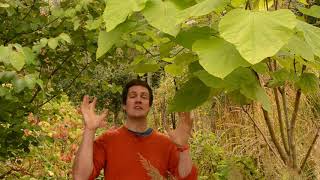 Pollarding the Indian bean tree [upl. by Ttcos316]