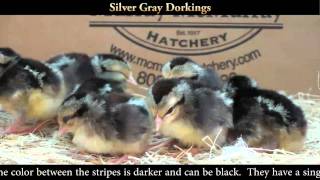 Silver Gray Dorking Chicks [upl. by Uol]