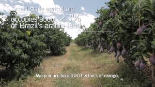 Agriculture in Brazil Vast resources [upl. by Heaps587]