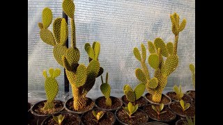 How to grow cactus opuntia microdasys [upl. by Truk]