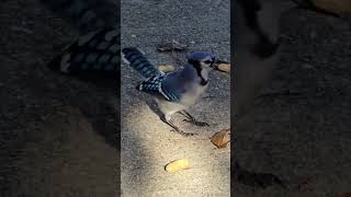 Blue jay lurks then launches short birdwatching bluejay [upl. by Dream]