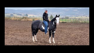 Black and White Overo Draft X Gelding For Sale [upl. by Foy]