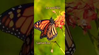 Le papillon  Alphonse de Lamartine [upl. by Aneleve]