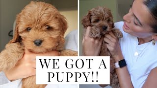 PICKING UP OUR NEW CAVAPOO PUPPY  Dionne Crowe [upl. by Ellac]