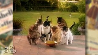 Whiskas Cat Food 1990s Advertisement Australia Commercial Ad [upl. by Ardna]