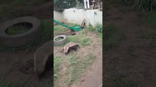 Stoffel the Honey Badger at Moholoholo [upl. by Selrahc]