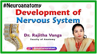 Development of nervous system  Neuroanatomy [upl. by Noirad]