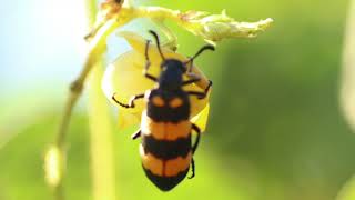 Blister beetle [upl. by Haret]