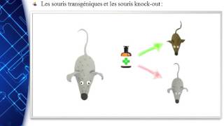 Les souris transgéniques et les souris knock out [upl. by Asiak258]