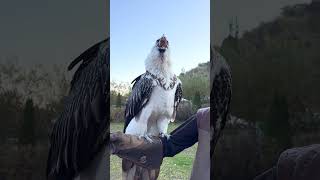 Vulture swallows big bone whole 😳🤯  🎥 Viralhog [upl. by Pokorny]