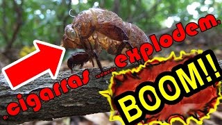 CIGARRAS EXPLODEM de tanto cantar [upl. by Amoritta]