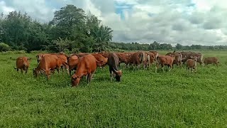 Ternak Sapi Bali Jarang Pulang Pakan Sekitar Jadi Melimpah sapibali sapilokal peternaksapi [upl. by Nwahsiek359]