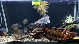 Piranhas vs Freshwater Ir Shark LIVE Feeding Frenzy [upl. by Tessa771]