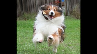 BEST Shetland Sheepdog 🤣 Funny Videos Of All Time [upl. by Morris]