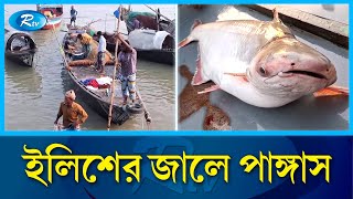 পদ্মা নদীতে জেলেদের জালে ধরা পড়ছে লাখ লাখ টাকার পাঙ্গাস  Pangas Padma river  RtvNews [upl. by Tabbatha]