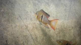 Gymnogeophagus terrapurpura ex meridionalis [upl. by Yelsnia]